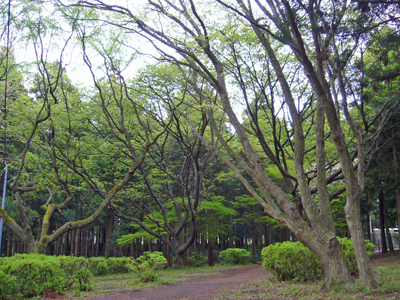 b0045357_12213731.jpg