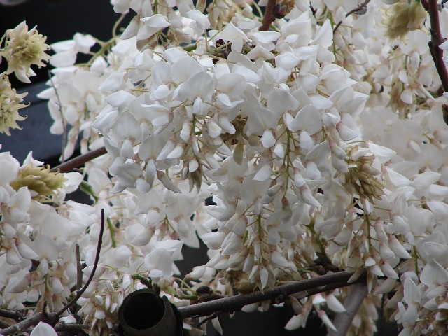 b0061261_22163418.jpg