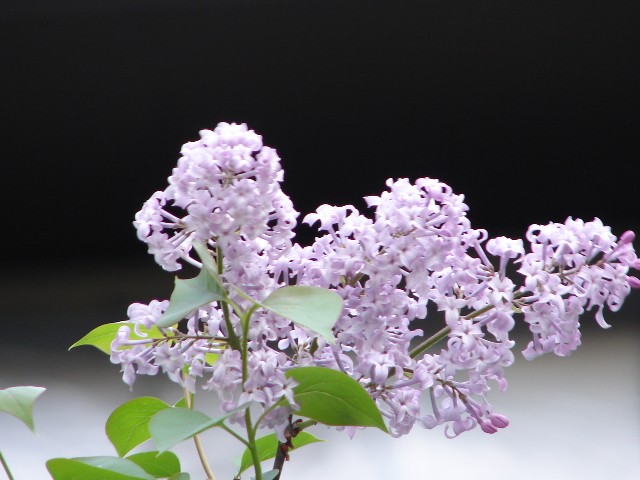 b0061261_2217155.jpg