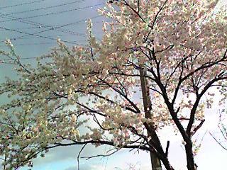 b0046078_17363575.jpg