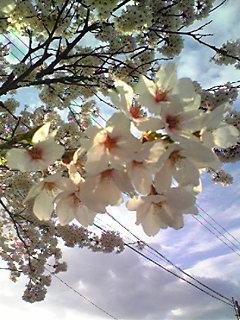 b0046078_1736546.jpg