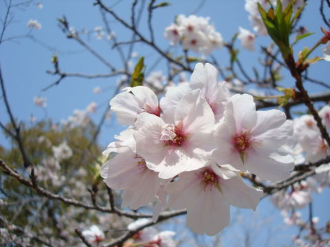 f0004182_168121.jpg