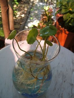 e0082098_2314162.jpg
