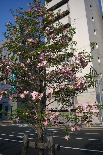 a0018200_1391771.jpg