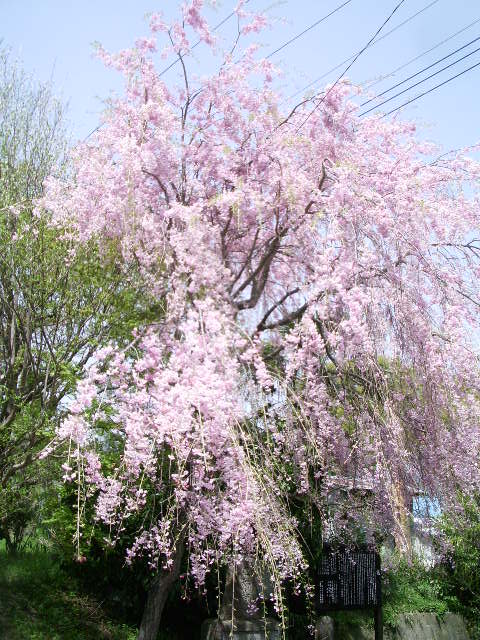 e0025300_956588.jpg