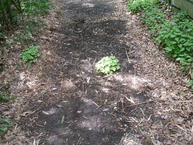 e0025300_9594977.jpg