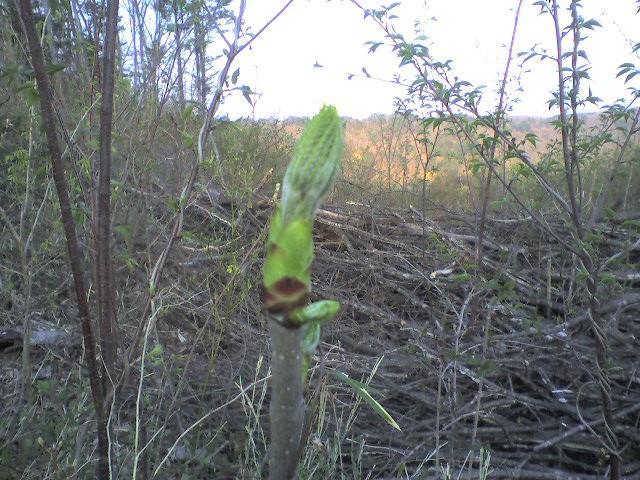 b0050305_152423.jpg