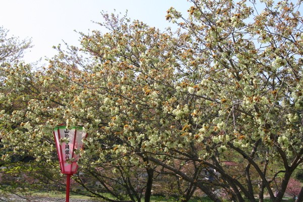e0001907_2242729.jpg