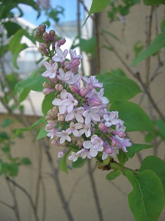 b0110832_14261790.jpg