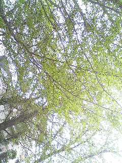 c0152037_17271885.jpg