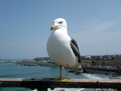 d0151443_11381520.jpg