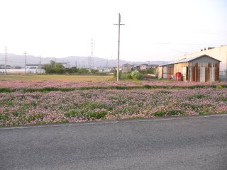 a0008549_2015763.jpg