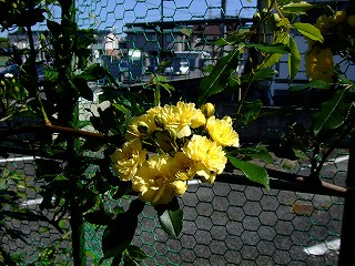 a0104162_2057295.jpg