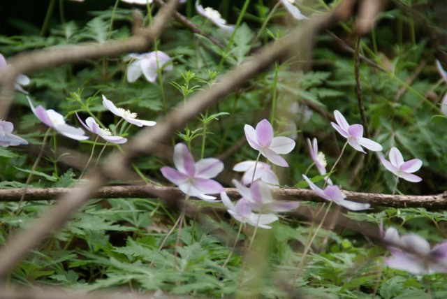a0091666_2055011.jpg