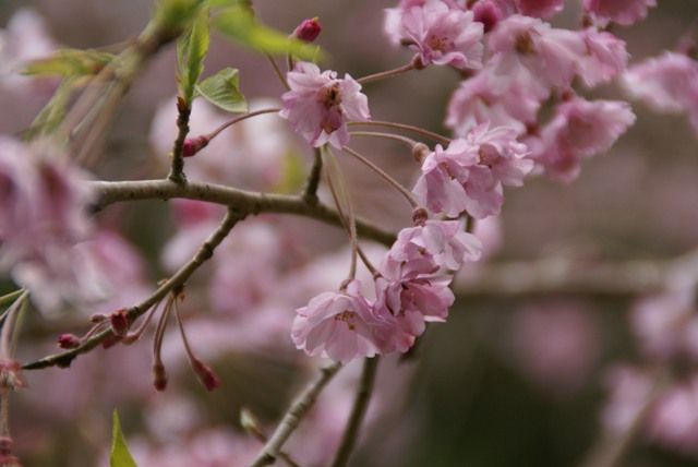 a0091666_2153450.jpg