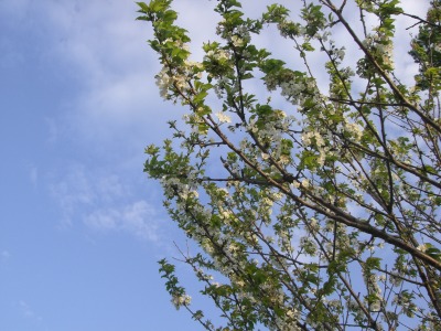 c0078480_2331221.jpg