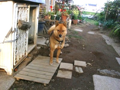c0078480_2335349.jpg