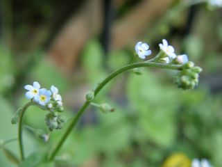 b0061107_0103316.jpg