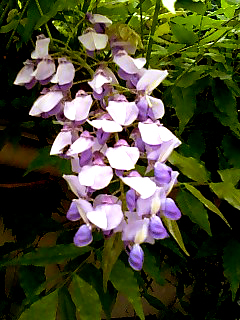a0101715_21564291.jpg