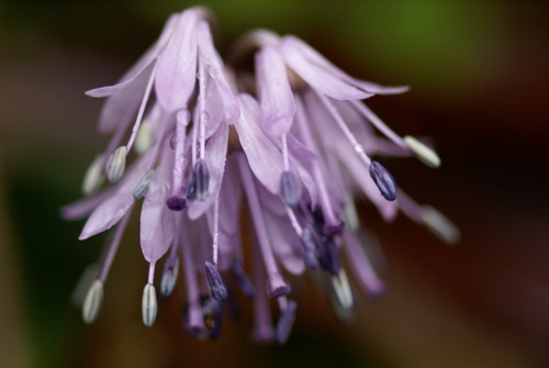 c0042418_904511.jpg