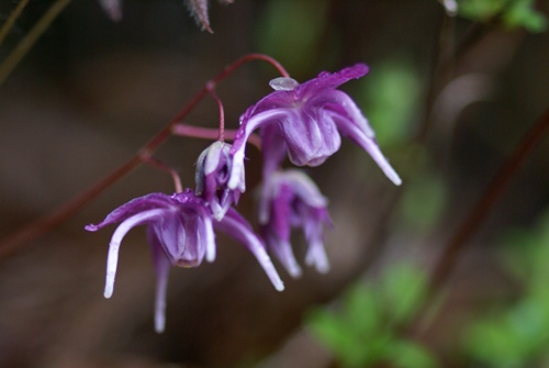 c0042418_91194.jpg