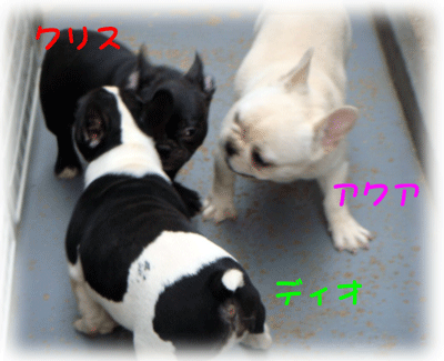 b0078030_0402720.gif
