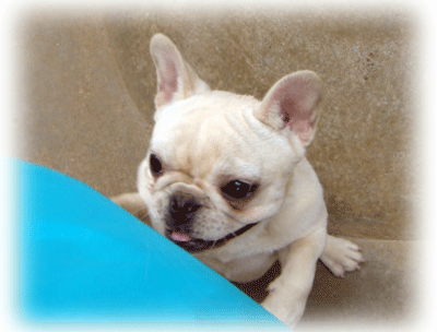 b0078030_0455340.gif