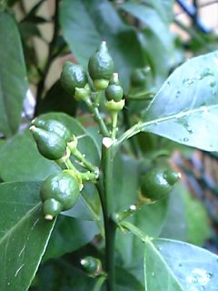 c0056437_158164.jpg
