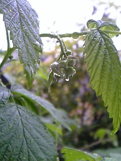 c0056437_233791.jpg