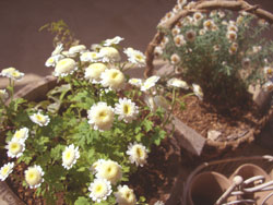 e0049562_7155252.jpg