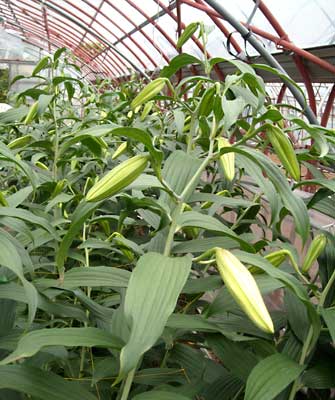 e0097770_517533.jpg
