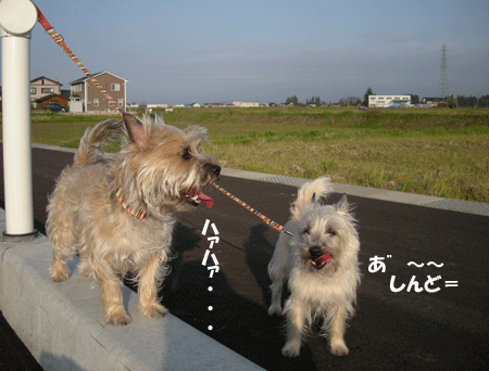 e0066883_0185447.gif