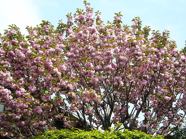 b0114403_18413756.jpg