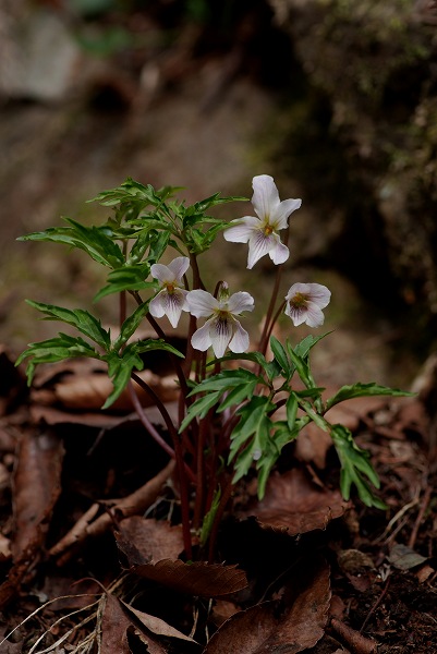 c0027027_233537.jpg
