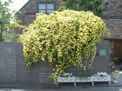 e0134032_12342841.jpg
