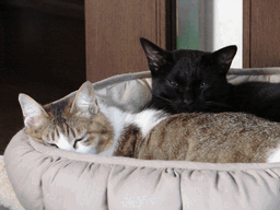 c0136736_19342534.gif