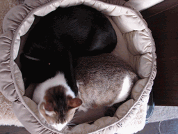 c0136736_19382398.gif