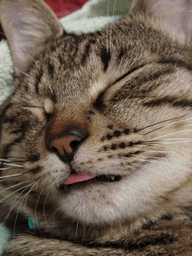 c0136736_2127330.gif