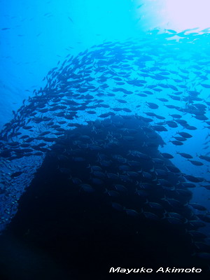 e0027447_1542065.jpg