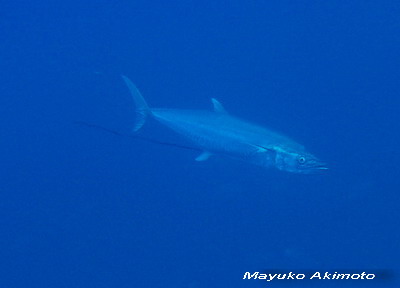 e0027447_1554984.jpg