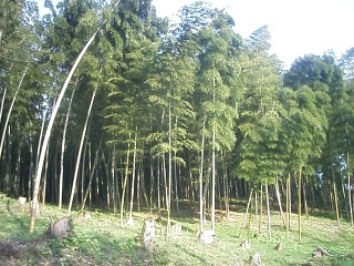 c0132865_23295698.jpg