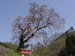d0039981_2334693.jpg