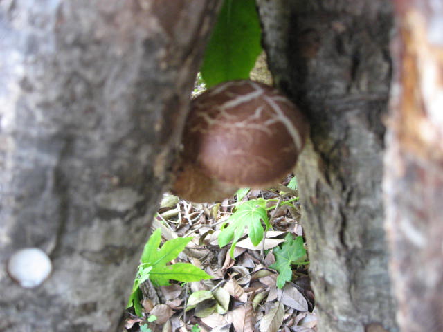 e0140491_13461667.jpg
