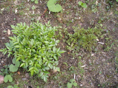 f0130894_2115625.jpg