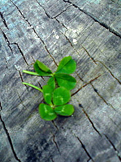 d0070702_22373549.jpg
