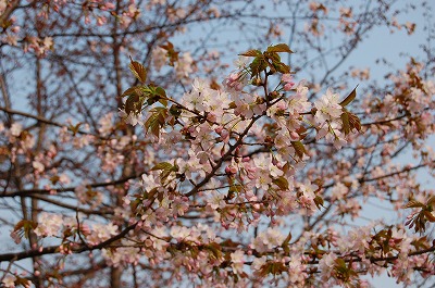 c0144703_14252988.jpg