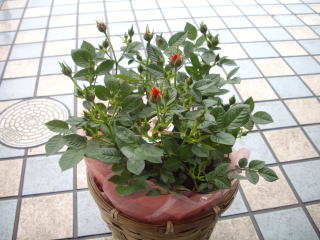 d0110904_94851100.jpg