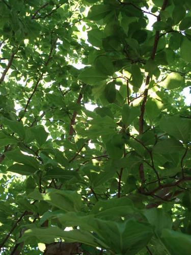 e0110719_2150156.jpg