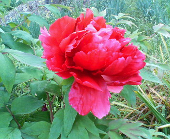 f0036223_1593496.jpg