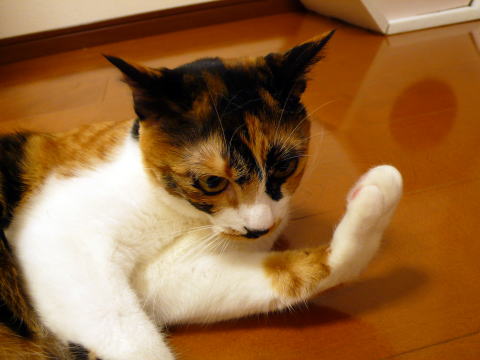 c0096628_2294160.jpg